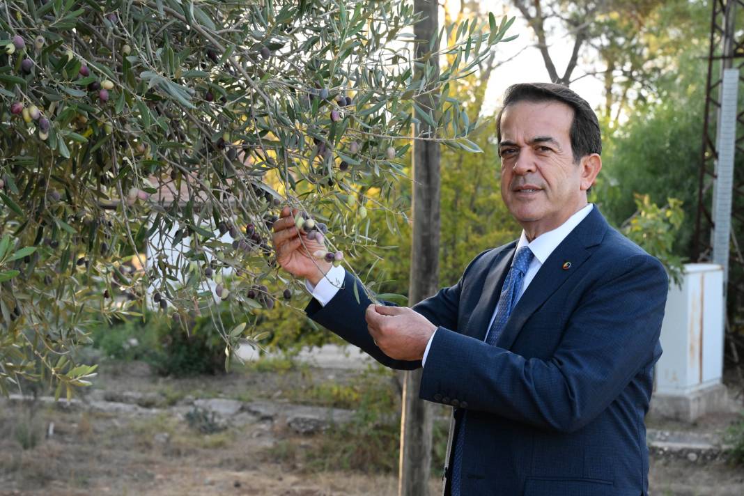 Rekolte Yüzde 30 Düştü, Zeytinyağı Fiyatı Ne Olacak? 4